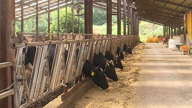 폭염에 우유 생산 줄고, 광어 폐사…추석 과일 수확 ‘차질’